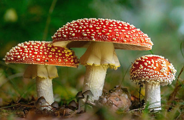 group of three red and white mushrooms in the forest on a dark autumn day